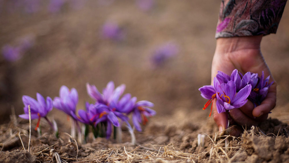  Iran Saffron tour | & barberry tour| Iran tour operator
