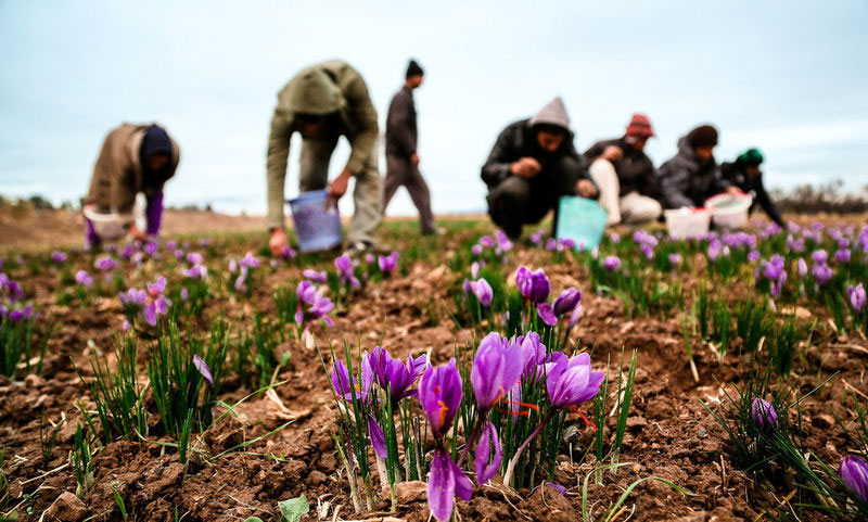  Iran Saffron tour | & barberry tour| Iran tour operator