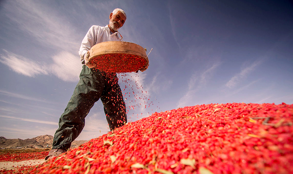  Iran Saffron tour | & barberry tour| Iran tour operator