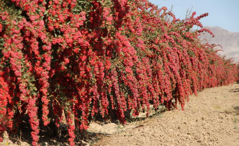  Iran Saffron tour | & barberry tour| Iran tour operator